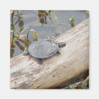 Baby geschilderde schildpad magneet