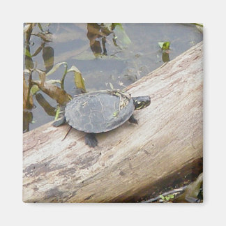 Baby geschilderde schildpad magneet
