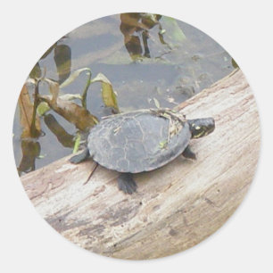 Baby geschilderde schildpad Stickers