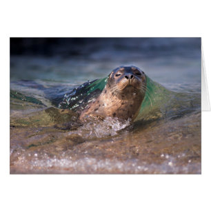 Baby Gewone Zeehond