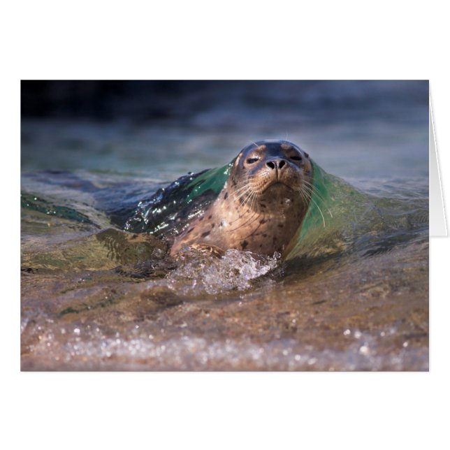 Baby Gewone Zeehond (Voorkant Horizontaal)