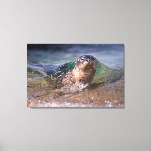 Baby Gewone Zeehond Canvas Afdruk (Voorkant)