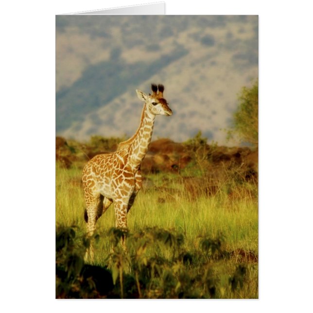 Baby giraferkaarten (Voorkant)