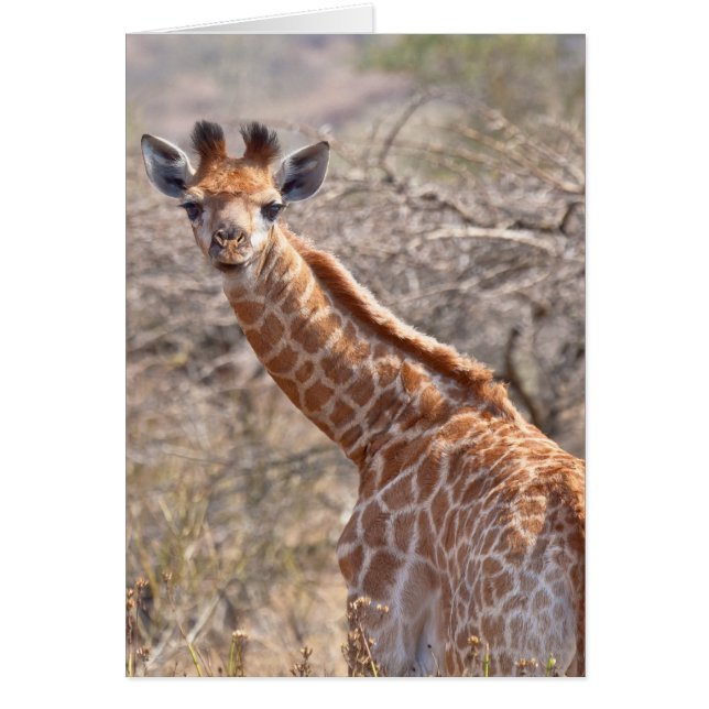 Baby Giraffe (Voorkant)
