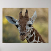 Baby Giraffe 08 Poster (Voorkant)
