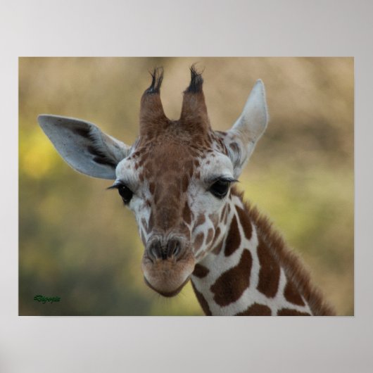Baby Giraffe 08 Poster (Voorkant)