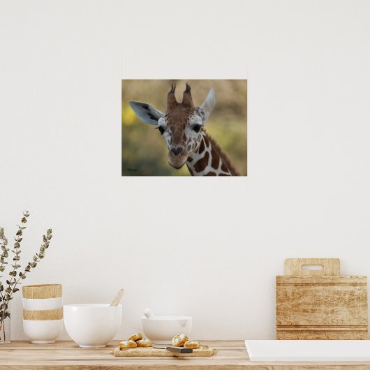 Baby Giraffe 08 Poster (Keuken)