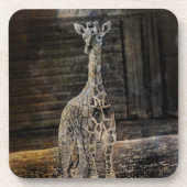 Baby Giraffe Bier Onderzetter (Voorkant)