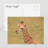 Baby Giraffe Briefkaart (Voorkant / Achterkant)