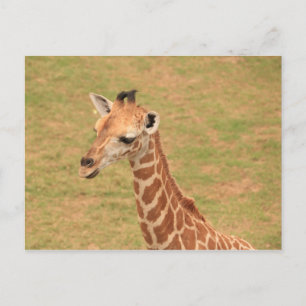 Baby Giraffe Briefkaart