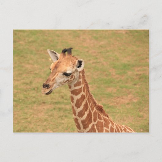 Baby Giraffe Briefkaart (Voorkant)