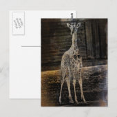 Baby Giraffe Briefkaart (Voorkant / Achterkant)