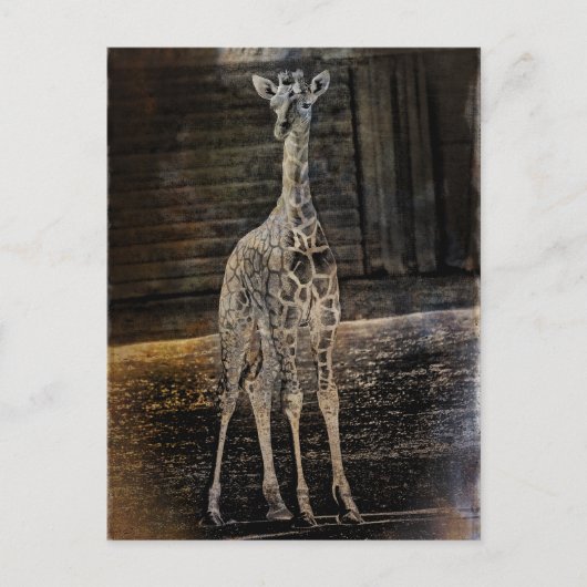 Baby Giraffe Briefkaart (Voorkant)