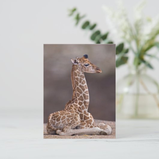 Baby Giraffe Briefkaart (Staand voorkant)