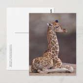 Baby Giraffe Briefkaart (Voorkant / Achterkant)