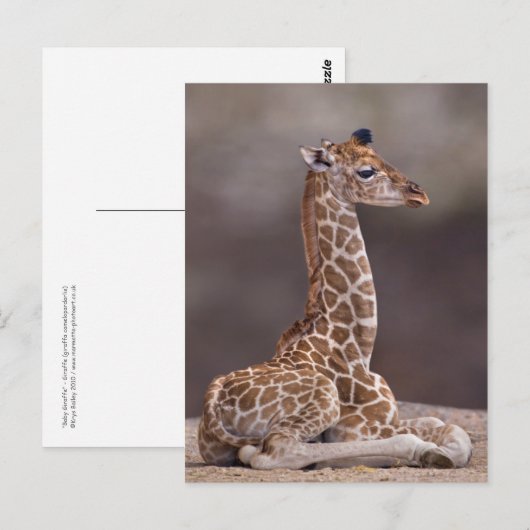 Baby Giraffe Briefkaart (Voorkant / Achterkant)