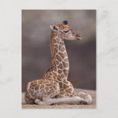 Baby Giraffe Briefkaart (Voorkant)