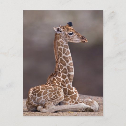 Baby Giraffe Briefkaart (Voorkant)