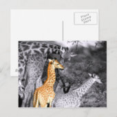 Baby Giraffe Briefkaart (Voorkant / Achterkant)
