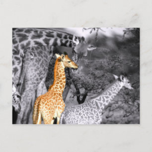 Baby Giraffe Briefkaart
