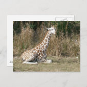Baby Giraffe Briefkaart (Voorkant / Achterkant)
