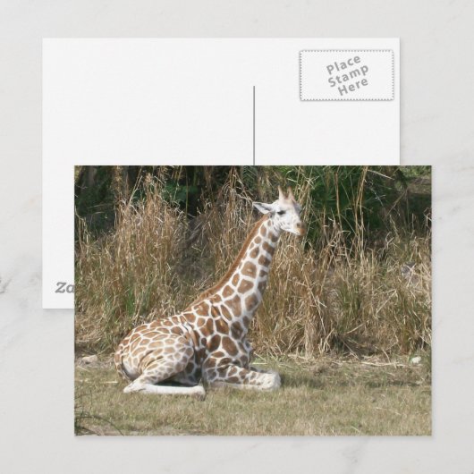 Baby Giraffe Briefkaart (Voorkant / Achterkant)
