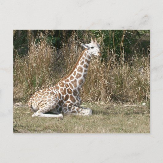 Baby Giraffe Briefkaart (Voorkant)