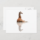 BABY GIRAFFE BRIEFKAART (Voorkant / Achterkant)