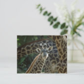 Baby Giraffe Briefkaart (Staand voorkant)