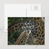 Baby Giraffe Briefkaart (Voorkant / Achterkant)