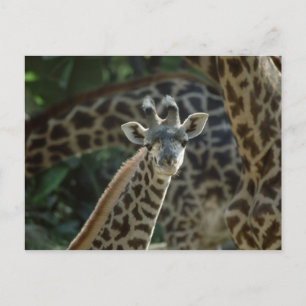 Baby Giraffe Briefkaart