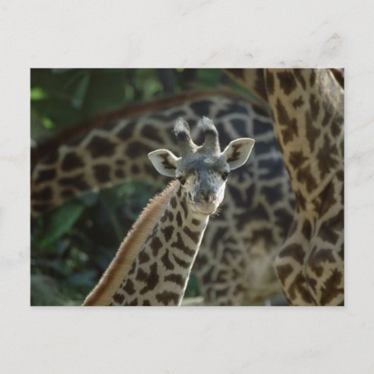 Baby Giraffe Briefkaart (Voorkant)
