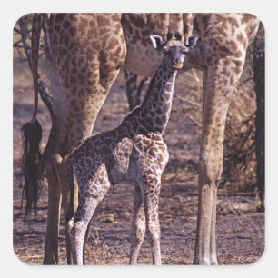 Baby giraffe en moeder, Tanzania Vierkante Sticker