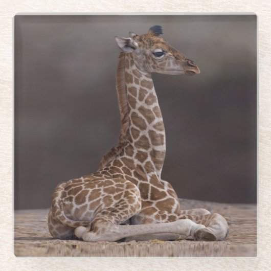 Baby Giraffe Glas Onderzetter (Voorkant)
