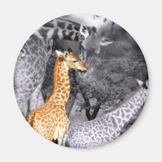 Baby Giraffe Magneet (Voorkant)