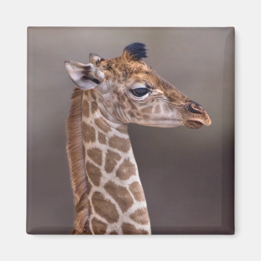 Baby Giraffe Magneet (Voorkant)