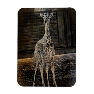Baby Giraffe Magneet