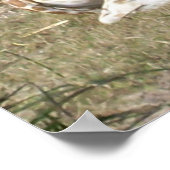 Baby Giraffe Poster (Hoek)