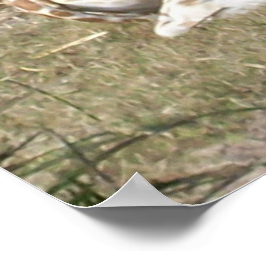 Baby Giraffe Poster (Hoek)