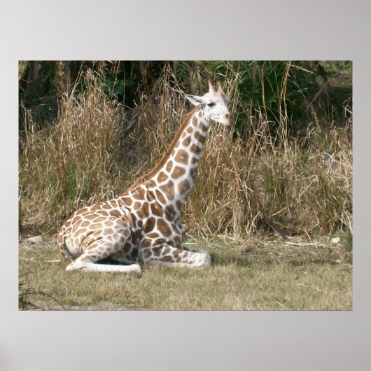 Baby Giraffe Poster (Voorkant)