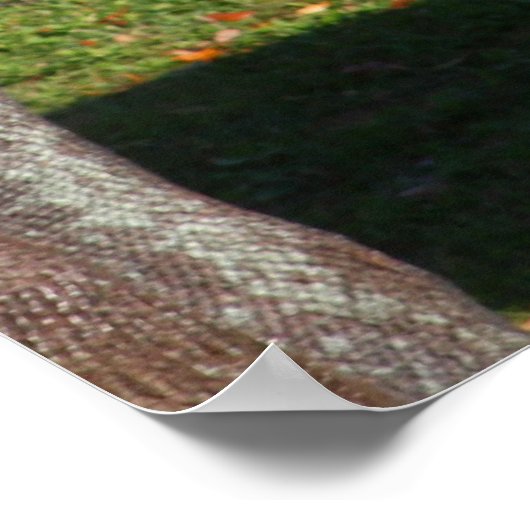 Baby Giraffe Poster (Hoek)