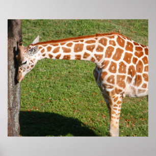 Baby Giraffe Poster