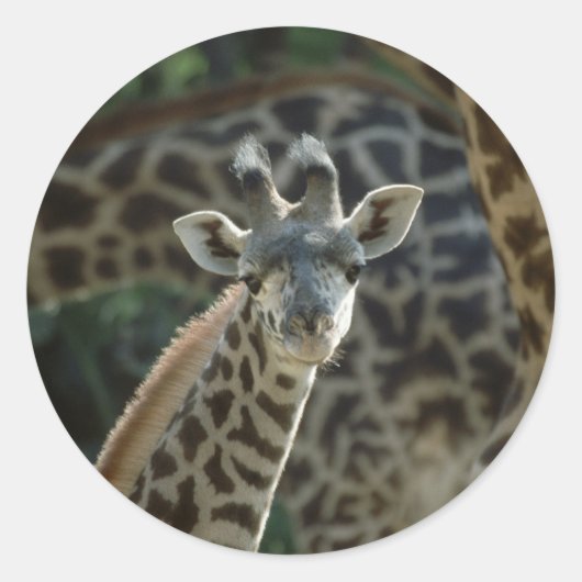 Baby Giraffe Ronde Sticker (Voorkant)