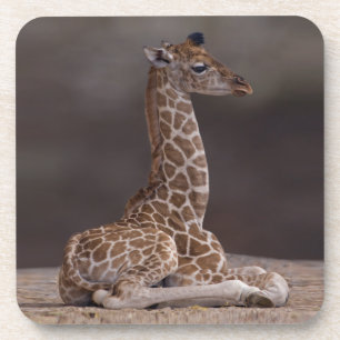Baby Giraffe Set van 6 Onderzetters