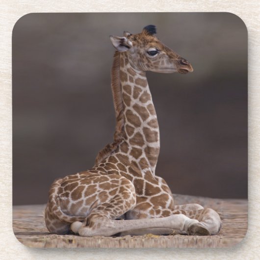 Baby Giraffe Set van 6 Onderzetters (Voorkant)