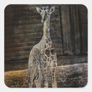 Baby Giraffe Vierkante Sticker