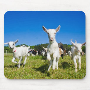 Baby Goats Mousepad Muismat