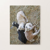Baby Goats Sleeping Legpuzzel (Verticaal)