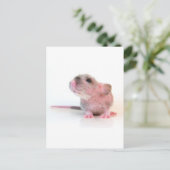 Baby Gobi Rat Briefkaart (Staand voorkant)