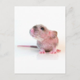Baby Gobi Rat Briefkaart